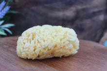 Load image into Gallery viewer, Sea Sponge
